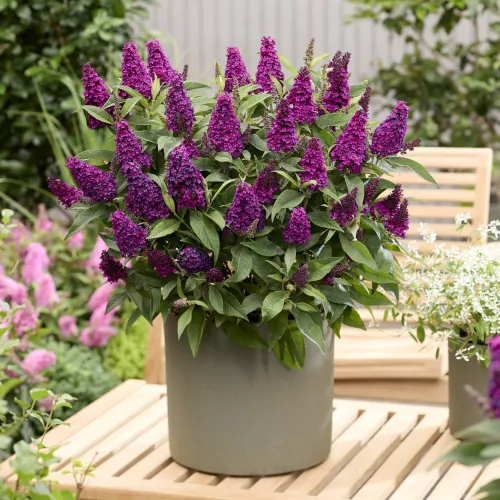Budleja Dávidova Butterfly Candy 'Little Magenta'