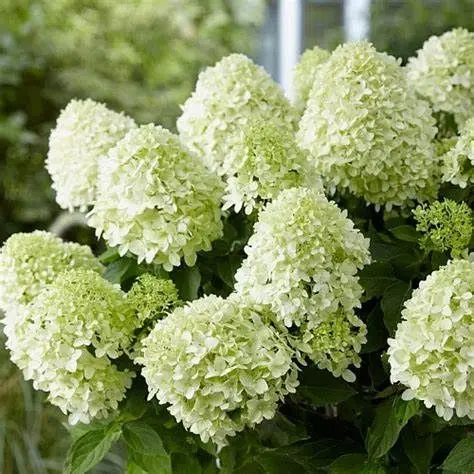 Hortenzia metlinatá LITTLE ALF