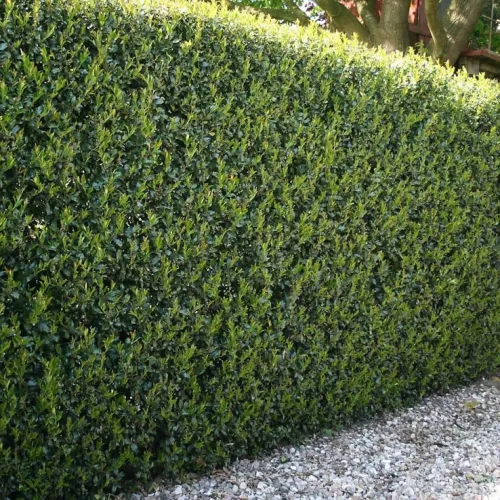 Cezmína 'Green Hedge'
