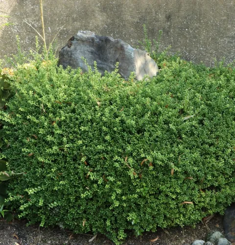 Cezmína CONVEXA 