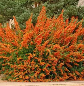 Šarlátový hlohynia ORANGE GLOW