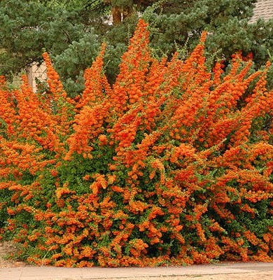 Šarlátový hlohynia ORANGE GLOW