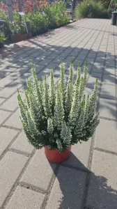 Vres LONG WHITE