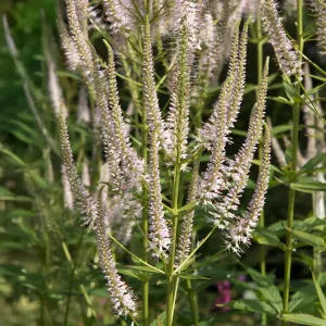Virgínska papraď ROSEUM 