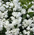 Jaśminowiec 'Snowbelle'