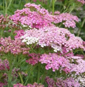 Rebríček 'Appleblossom'