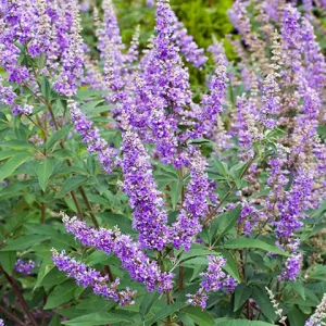 Vitex jahňací