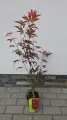 Klon palmowy ATROPURPUREA