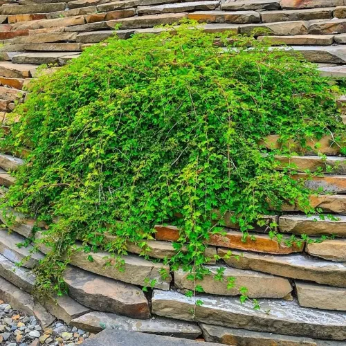 Tavoľníkovec TANAKI