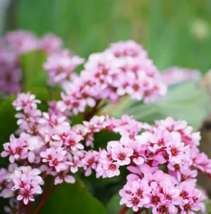 Bergénia VINTAGE BLUSH