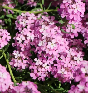 Skrídlovka arménska WARLEY ROSE