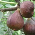 Figowiec północny PERETTA