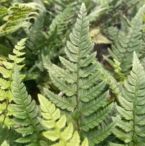 Papraď Polystichum