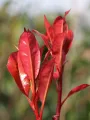 Głogownik RED ROBIN