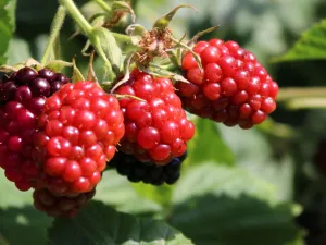 Malinojeżýna LOGANBERRY