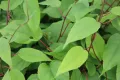 Kiwi JAPSAI
