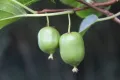 Kiwi JAPSAI