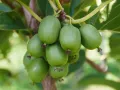 Kiwi JAPSAI