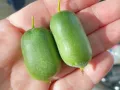 Kiwi JAPSAI