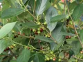 Aronia HUGIN