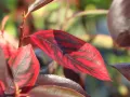 Aronia HUGIN