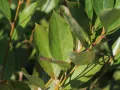Aronia HUGIN