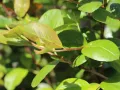Aronia HUGIN