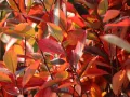 Aronia HUGIN
