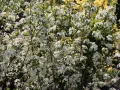 Aronia HUGIN