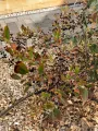 Aronia HUGIN