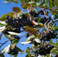 Aronia HUGIN
