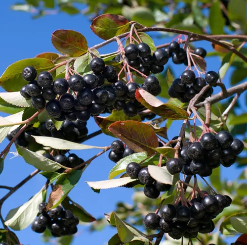Aronia HUGIN