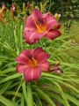 Liliowiec Ogrodowy TORRID