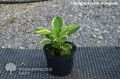 Funkia - HOSTA SO SWEET
