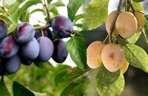 Slivka ringľová a slivka biela - štepené na jednom strome