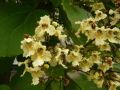 Catalpa OVATA