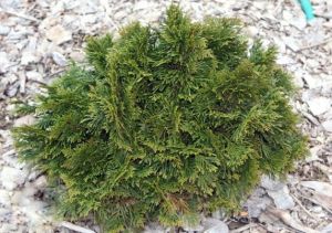 Túja ESCHRICHT GRUNE KUGEL