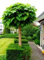 Catalpa kulista NANA – 120 cm