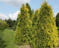 Thuja GOLDEN BRABANT