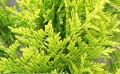Thuja GOLDEN BRABANT