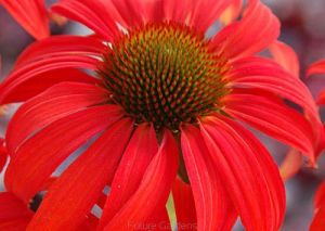 Echinacea TOMATO SOUP