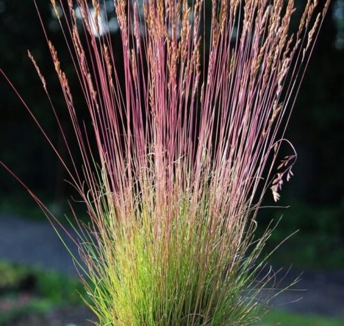Kostrava FESTUCA WALBERLA