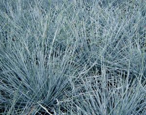 Kostrava FESTUCA EISVOGEL