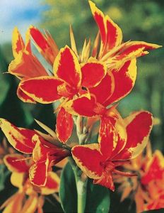 Hlošina záhradná RED YELLOW FLAME