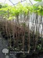 Catalpa kulista AUREA