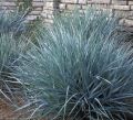Trawa Wydmuchrzyca Piaskowa BLUE DUNE