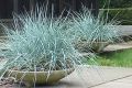 Trawa Wydmuchrzyca Piaskowa BLUE DUNE