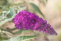 Budleja Dawida BORDER BEAUTY