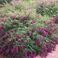Budleja Dawida BORDER BEAUTY