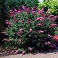 Budleja Dawida BORDER BEAUTY